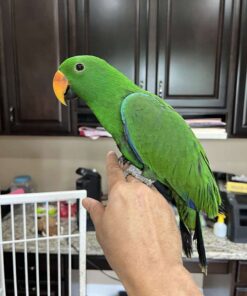 1.5 Year Old Male Baby Eclectus Parrot for Sale
