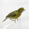 Canary Green for sale