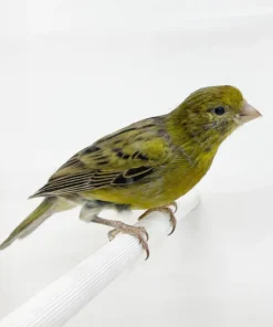 Canary Green for sale