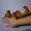 Sun Conure Babies - Red Factor