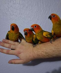 Sun Conure Babies - Red Factor