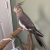 Grey Cockatiel for sale