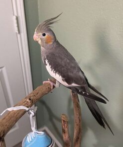 Grey Cockatiel for sale