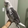 Cockatiel for sale