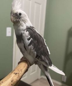 Cockatiel for sale