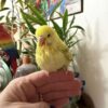 Budgerigar Parakeet