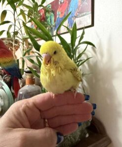 Budgerigar Parakeet