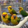 Small Green Sun Conure