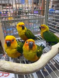 Small Green Sun Conure
