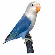 Lovebird Blue White Head