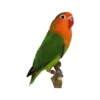 Lovebird Fischer for sale