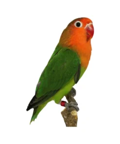 Lovebird Fischer for sale
