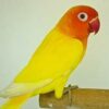 Lovebird Fischer Lutino for sale