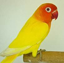 Lovebird Fischer Lutino for sale