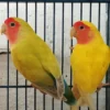 Lovebird Lutino