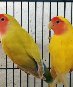 Lovebird Lutino