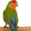 Lovebird Peach Face for sale