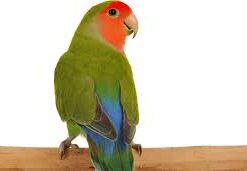 Lovebird Peach Face for sale