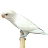 Lovebird White