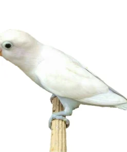 Lovebird White