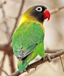 Lovebird Green Yellow Collared Black Masked