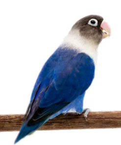 Lovebird Blue White Collared Black Masked