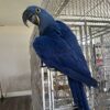 Hyacinth Macaw-Female