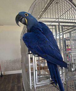 Hyacinth Macaw-Female