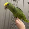 Double Yellow Headed Amazons