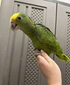 Double Yellow Headed Amazons