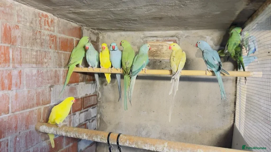 pet birds for sale