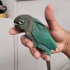 Green Cheek Conure for sale