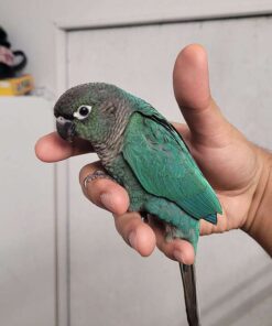 Green Cheek Conure for sale
