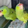 Red Head Amazon Parrot