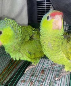 Red Head Amazon Parrot