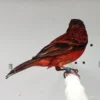 Siskin x Red Canary Hybrid for sale