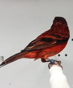 Siskin x Red Canary Hybrid for sale