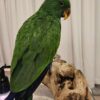 Baby Solomon Island Eclectus