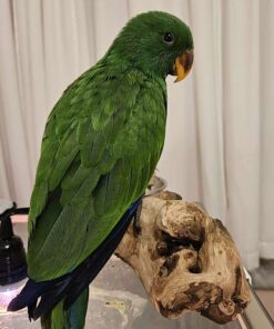 Baby Solomon Island Eclectus