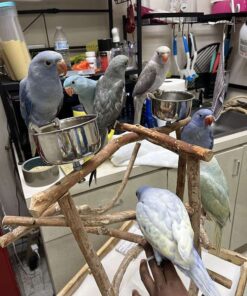 Cobalt Blue Parakeet for sale (Updated Feb. 2026)