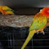 Red Factor / Sun Conure's Mated Pair for sale