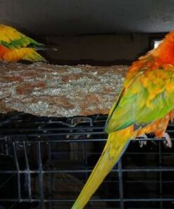 Red Factor / Sun Conure's Mated Pair for sale