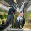 Black Palm Cockatoo Parrots-Males-Females