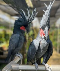 Black Palm Cockatoo Parrots-Males-Females