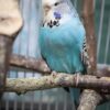 Sky Blue Parakeet for sale (Updated Feb. 2026)