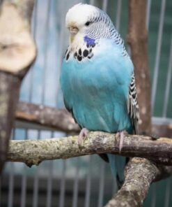 Sky Blue Parakeet for sale (Updated Feb. 2026)