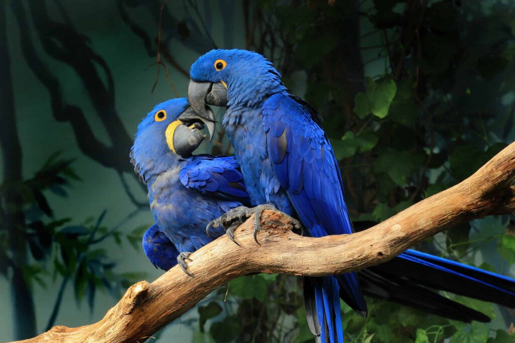 Pet Birds For Sale