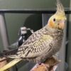 Small Cockatiel for sale