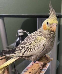 Small Cockatiel for sale