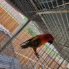 Sun Conure Red Factor for sale